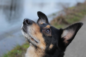 Dog listening black brown outside ake holiday animal working kelpie
