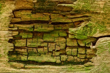 green wood texture from old and frayed board