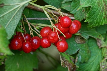 red berries of a viburnum on a branch with green leaves
