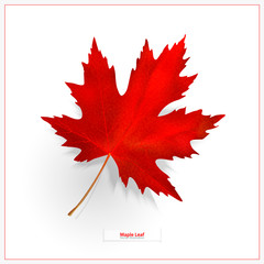 Maple leaf isolated on white background. Bright red autumn realistic leaf. Vector illustration eps 10