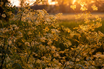 Golden hour on plants