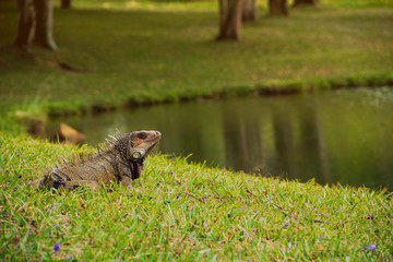 Large adult iguana resting and posing by a lake shore during one bright sunny day afternoon