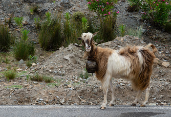 Fashionita goat