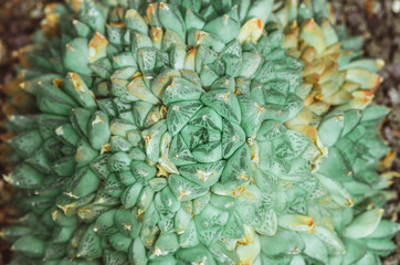 natural poster. green succulent