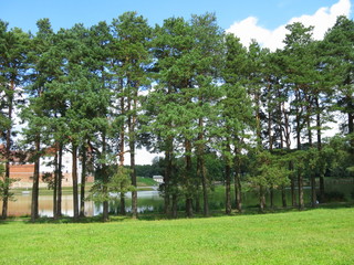 The castle is shining through the trunks of trees. Landscape of trees against the blue sky. Landscape with trees and a castle in the background. The park landscape. The landscape of the castle complex