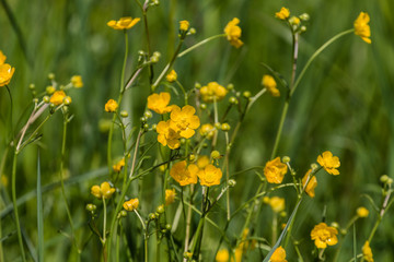 Butterblumen in gelb