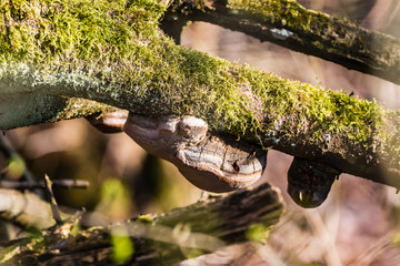 Fototapeta premium Vermooster Ast mit Baumpilz