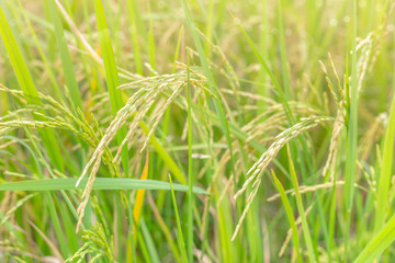 rice field with bokeh