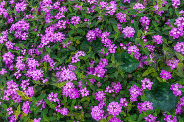 Beautiful background of small purple colored flowers typical of the areas of the Mediterranean Sea