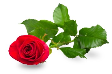 Red rose with stem
