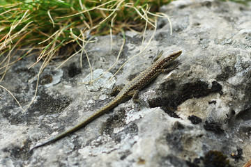 Lizard on stone close-up