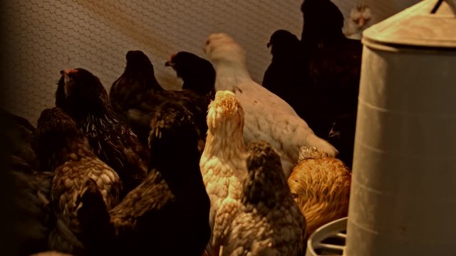 Ameraucana Breed Chicken 3