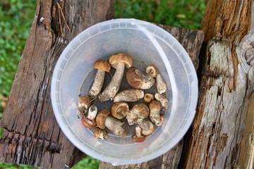 grzyby © Katarzyna