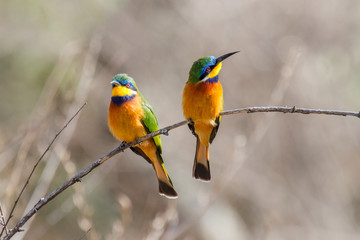 Blue-breasted bee-eater in Lake Langano in Ethiopia