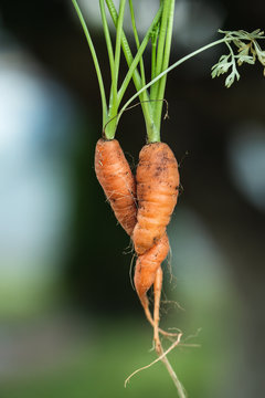 Intertwined Carrots 