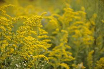 Goldenrod flowers in autumn field