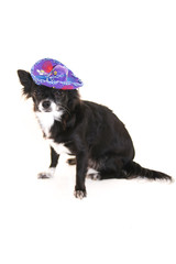 Chihuahua wearing a Mexican sombrero on a white background