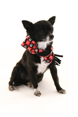 Chihuahua wearing scarf  with ears sticking up on a white background