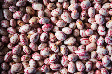 Pink spotted Borlotti or Cranberry beans