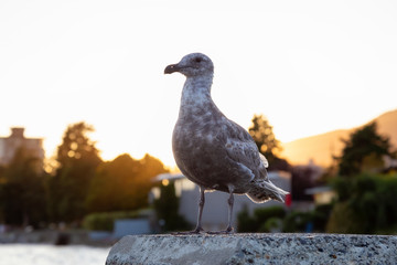 Seagull sitting at the quay during a vibrant summer sunset. Taken in Ambleside Park, West Vancouver, BC, Canada.