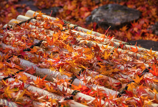 Autumn in Japan. Red Maple leaves on bamboos