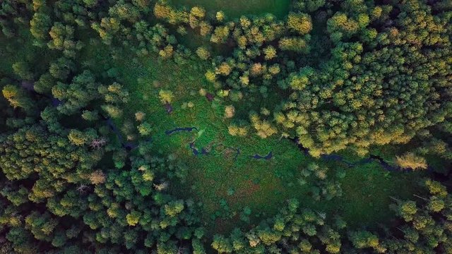 4k AERIAL: Top down view on small river in wild early autumnal forest. Polish landscape.