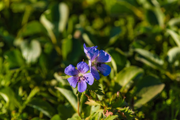 Nahaufnahme Bergblume blau