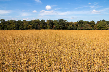 Sojaanbau in Baden-Württemberg - Sojafeld am Waldrand im Frühherbst (Glycine max) soy field in...