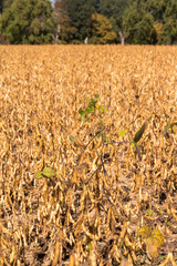 Sojaanbau in Baden-Württemberg - Sojafeld am Waldrand im Frühherbst (Glycine max) soy field in Germany