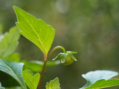 Green bud preparing for morphing flower