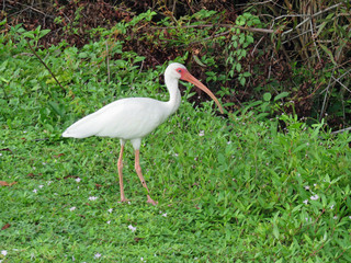 White Ibis Ding Darling Wildlife Refuge Florida