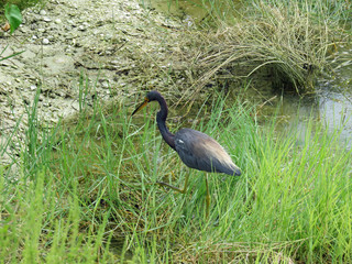 Little Blue Heron Ding Darling Wildlife Refuge Sanibel Florida