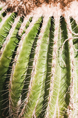 natural poster. cactus