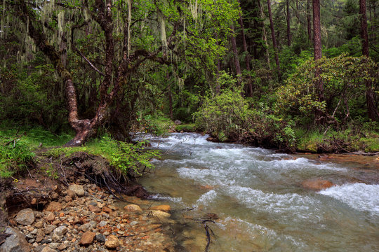 Bipenggou, Bipeng Valley in Sichuan Province, China. Li County, Aba Autonomous Prefecture - High Altitude Snow Mountains, Alpine Forests, River, Rich Vegetation, Glacier Water. Riverbed, Rapids