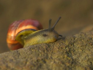 Background with macro of colored snail.