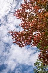 もみじと秋空