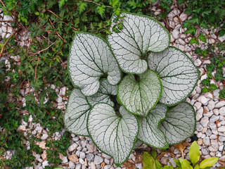 Brunerra plant with Silver color leaf in the garden