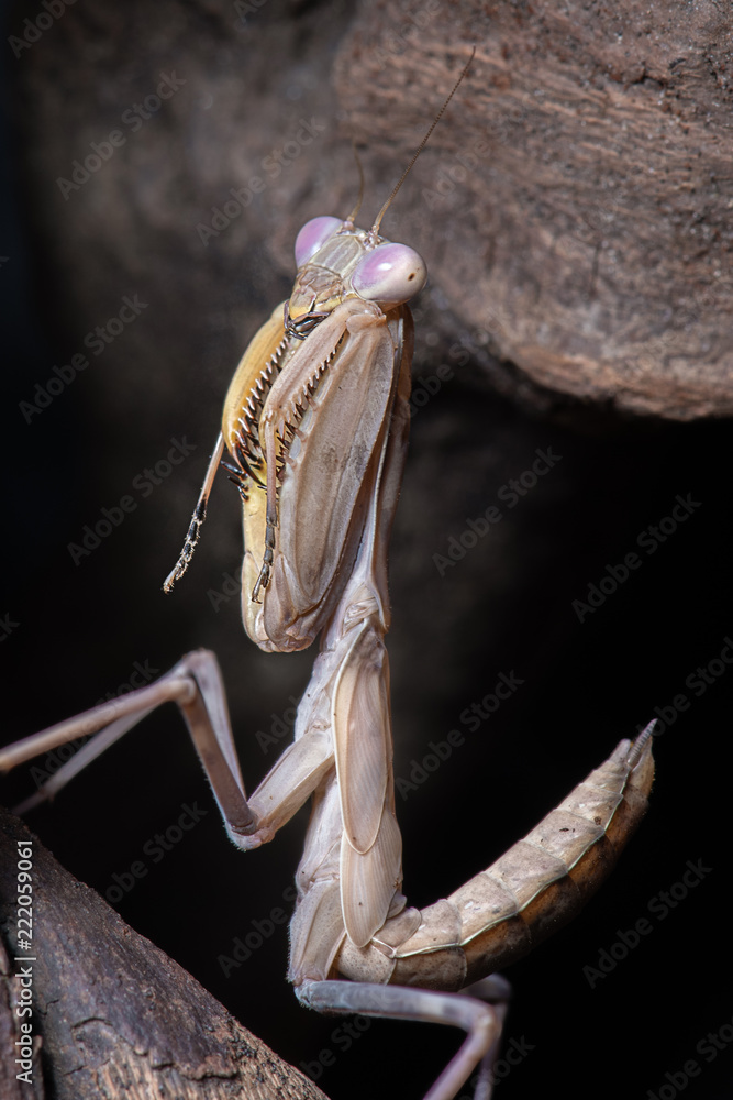 Poster an upright close up photograph of a mantis it shows the detail of the insect in a praying position