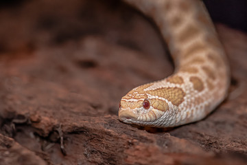 A close up photograph of the head and part of the body of an albino western hognose snake