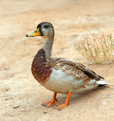 Mallard Duck, wild duck shooting outdoors. Closeup of drake