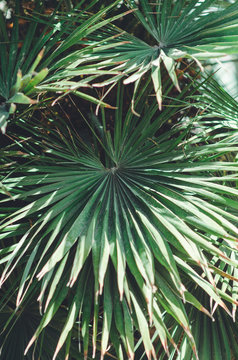 natural poster. green palm tree