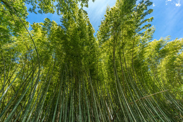 Bamboo grove with blue sky in Kanazawa, Ishikawa Prefecture, Japan