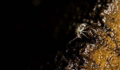 Deraeocoris lutescens bug nymph