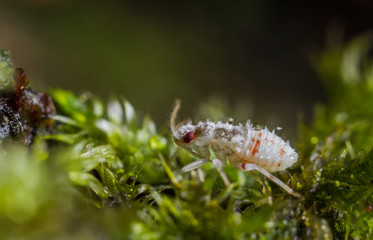 Deraeocoris lutescens bug nymph