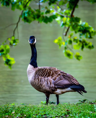 canada goose on green grass
