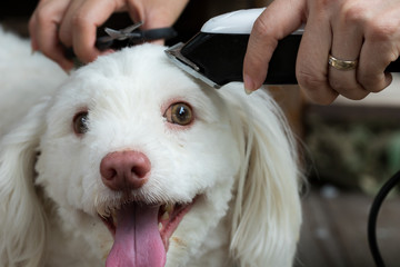 Groomer cutting hair of small white dog scissors