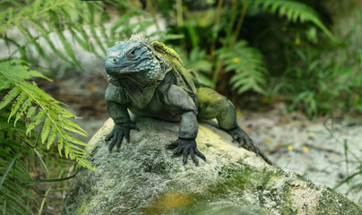 grand cayman iguana smiles for your camera