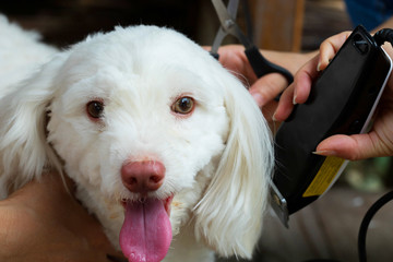 Groomer cutting hair of small white dog scissors