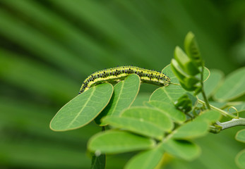 green caterpillar travels across a leaf