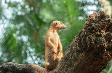 meerkat has spotted something in the tree line